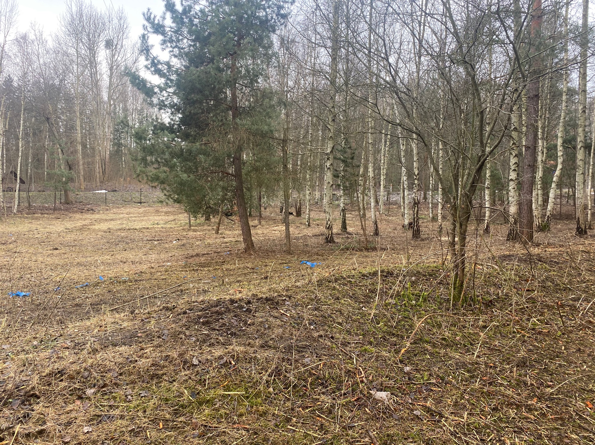 Teren leśny z młodymi drzewami iglastymi i brzozami, ziemia pokryta suchą trawą i liśćmi, widoczne niebieskie fragmenty folii budowlanej.
