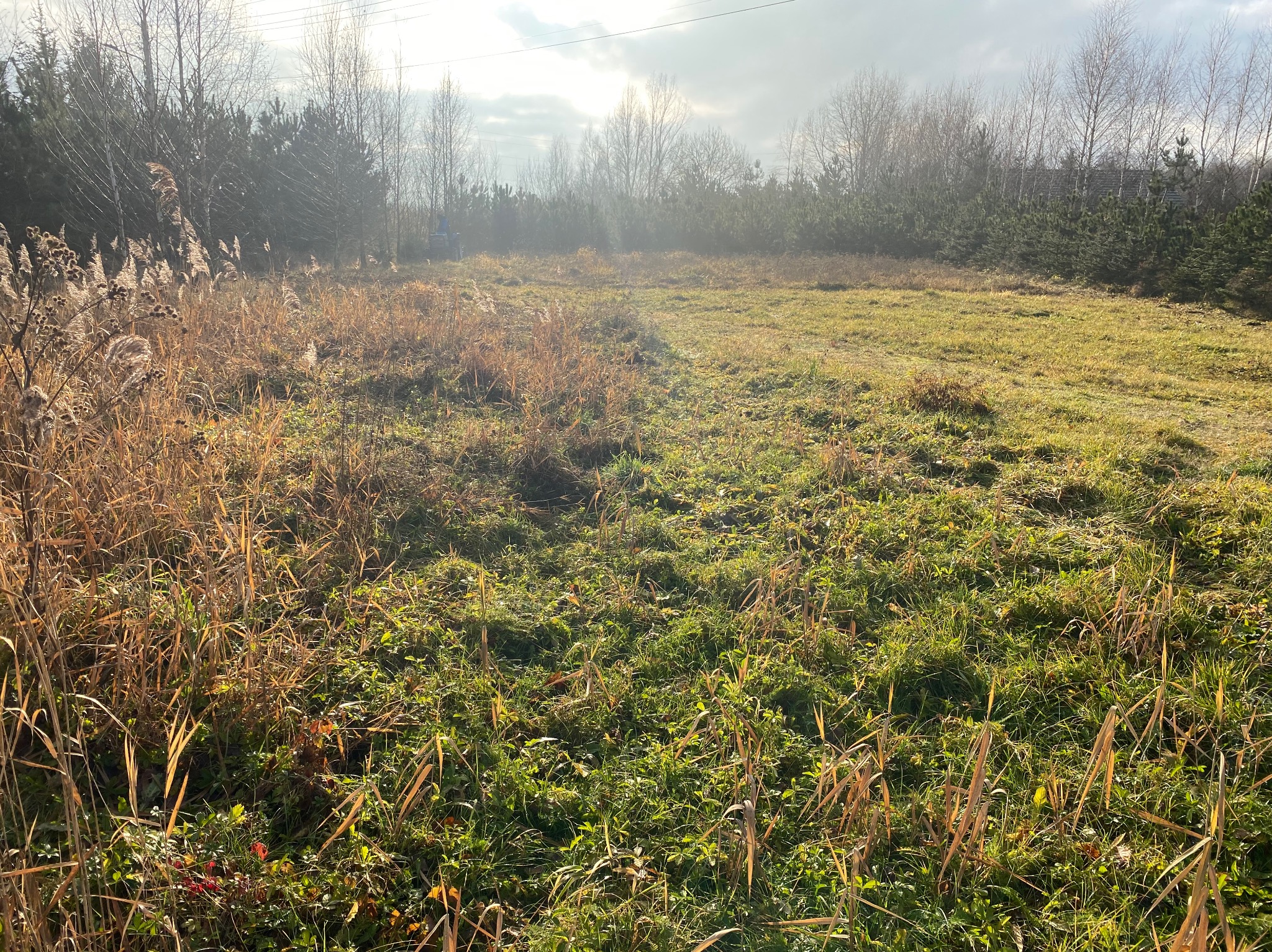 Zarośnięta działka z częściowo skoszoną trawą, widoczne wysokie trawy i chwasty, w tle drzewa i krzewy podświetlone słońcem.