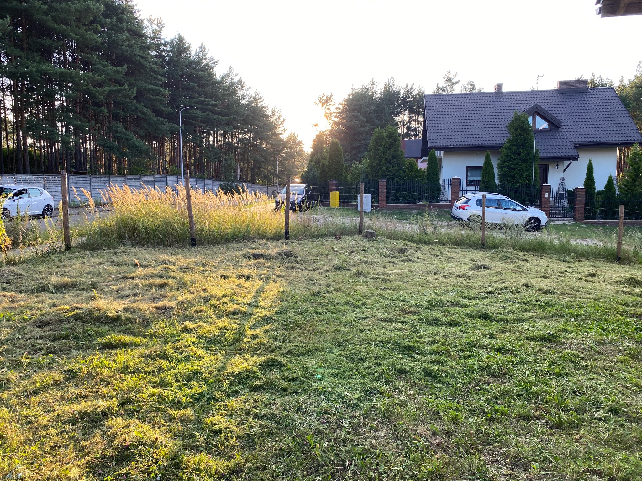 Świeżo skoszona trawa na działce przed domem jednorodzinnym w słoneczny poranek, widoczne drzewa i samochody w tle.