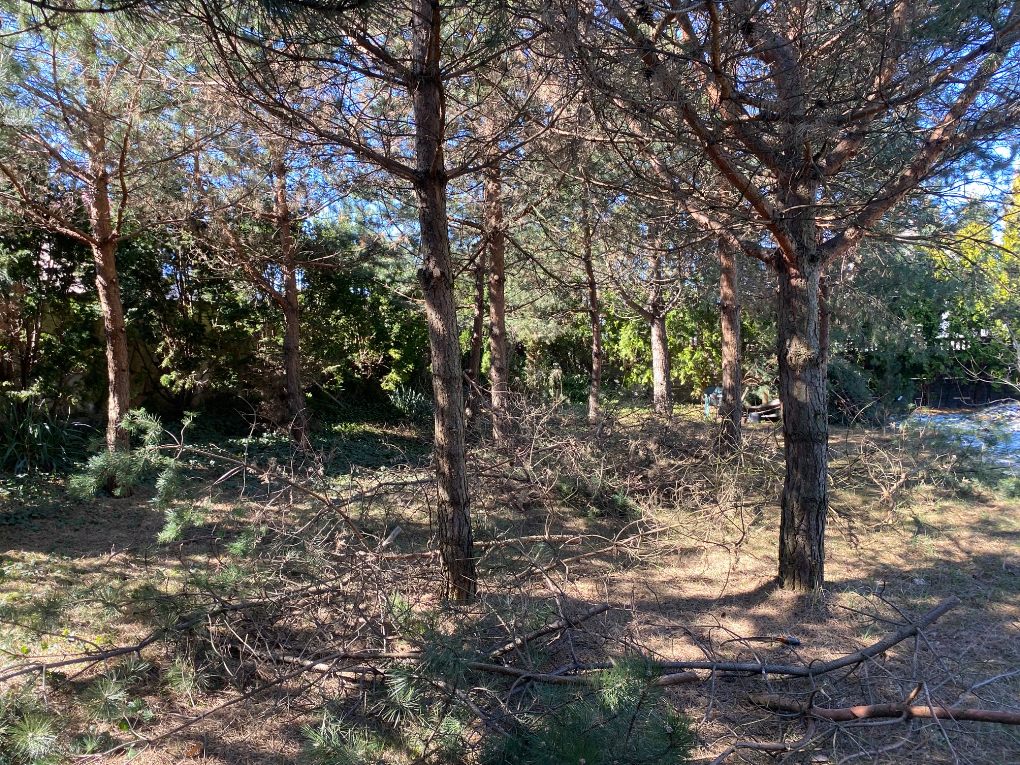 Ścięte gałęzie sosnowe leżące u podstawy drzew na trawiastym terenie w słoneczny dzień. Widoczne pnie drzew i zielona roślinność w tle.