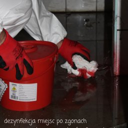 Dezynsekcja i deratyzacja Sochocin 4