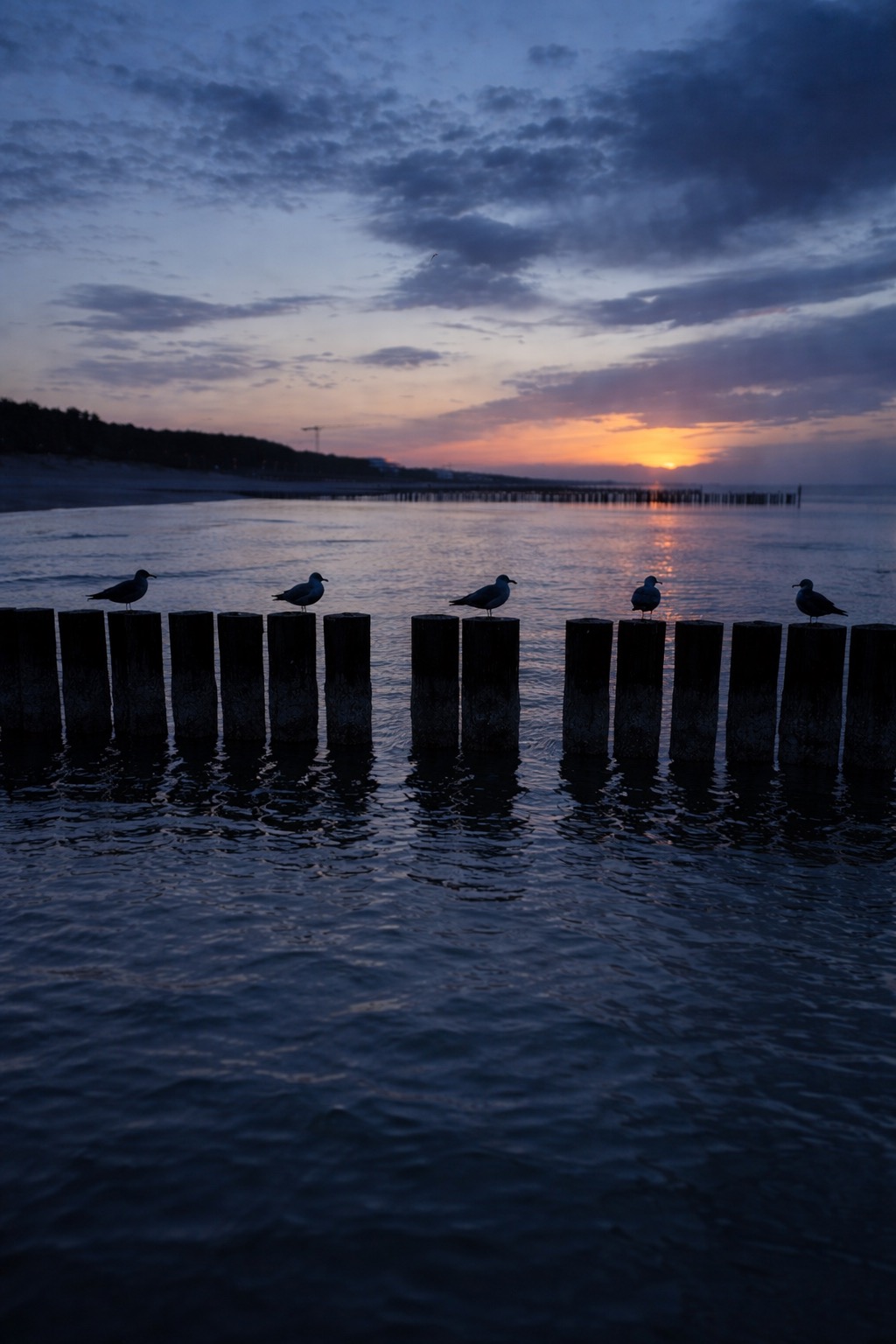 Sylwetki mew siedzących na drewnianych palach w morzu o zmierzchu. W tle widoczne zachodzące słońce i linia brzegowa.