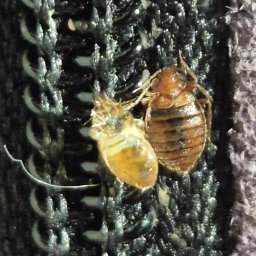 pluskwy znalezione przed zabiegiem