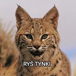 RYŚ TYNKI RYSZARD CZERNECKI