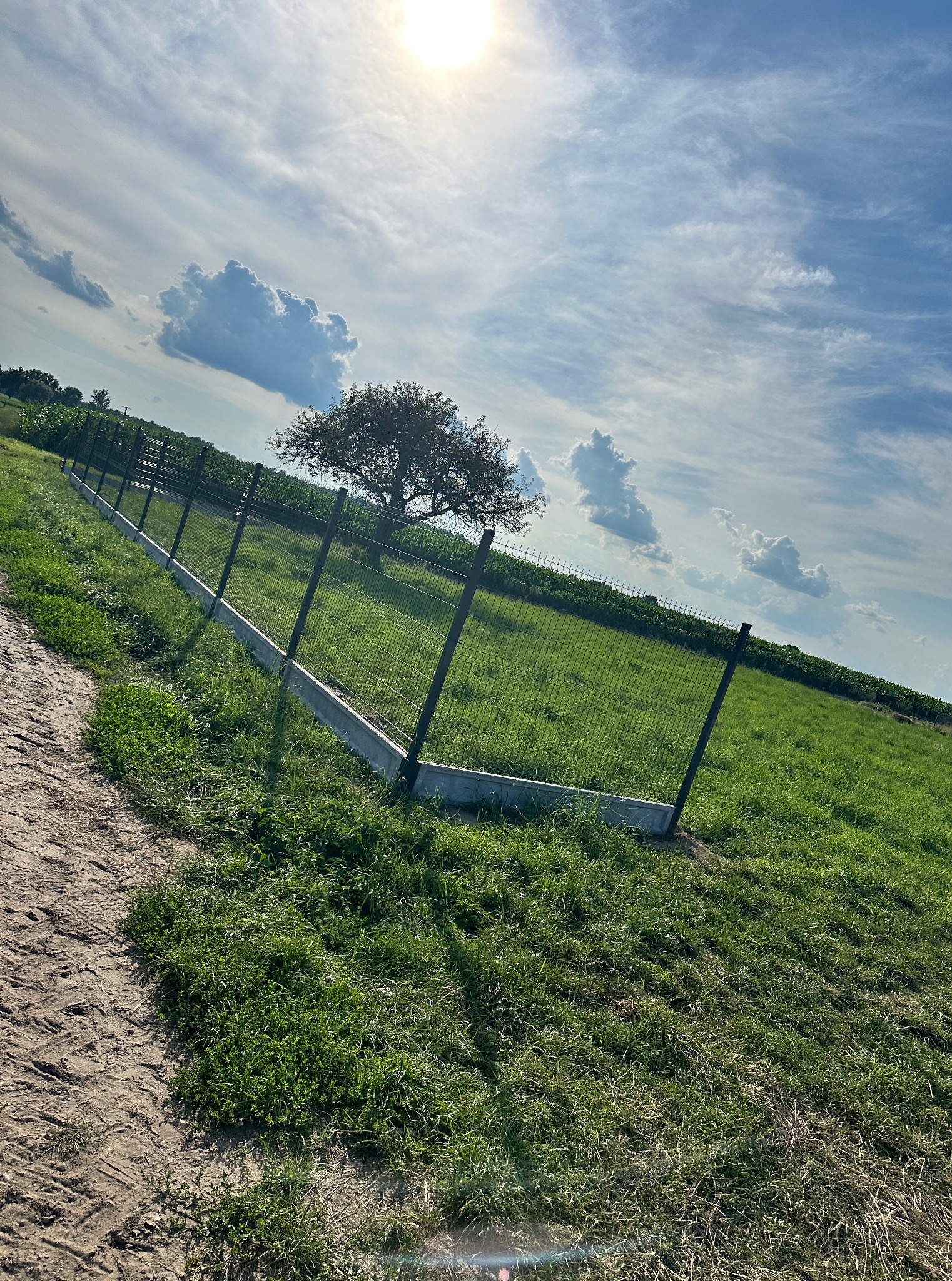Długi, siatkowy płot na betonowej podmurówce, rozciągnięty wzdłuż zielonego pola pod błękitnym niebem z jasnym słońcem i białymi obłokami. W tle widoczne drzewo.