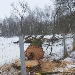 SYLWESTER ZERANSKI - Sadzenie drzew i krzew&oacute;w Mak&oacute;w Mazowiecki