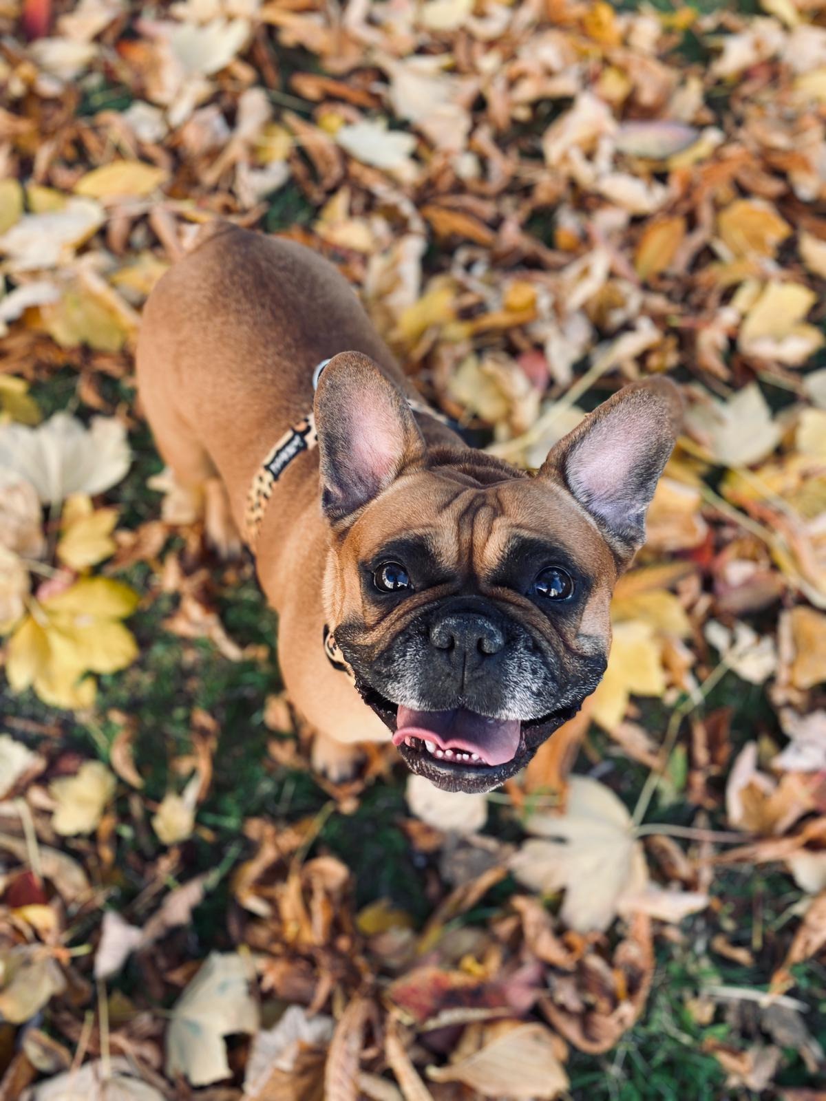 Uśmiechnięty buldog francuski z brązową sierścią, patrzący w górę, otoczony opadłymi, jesiennymi liśćmi na trawie.