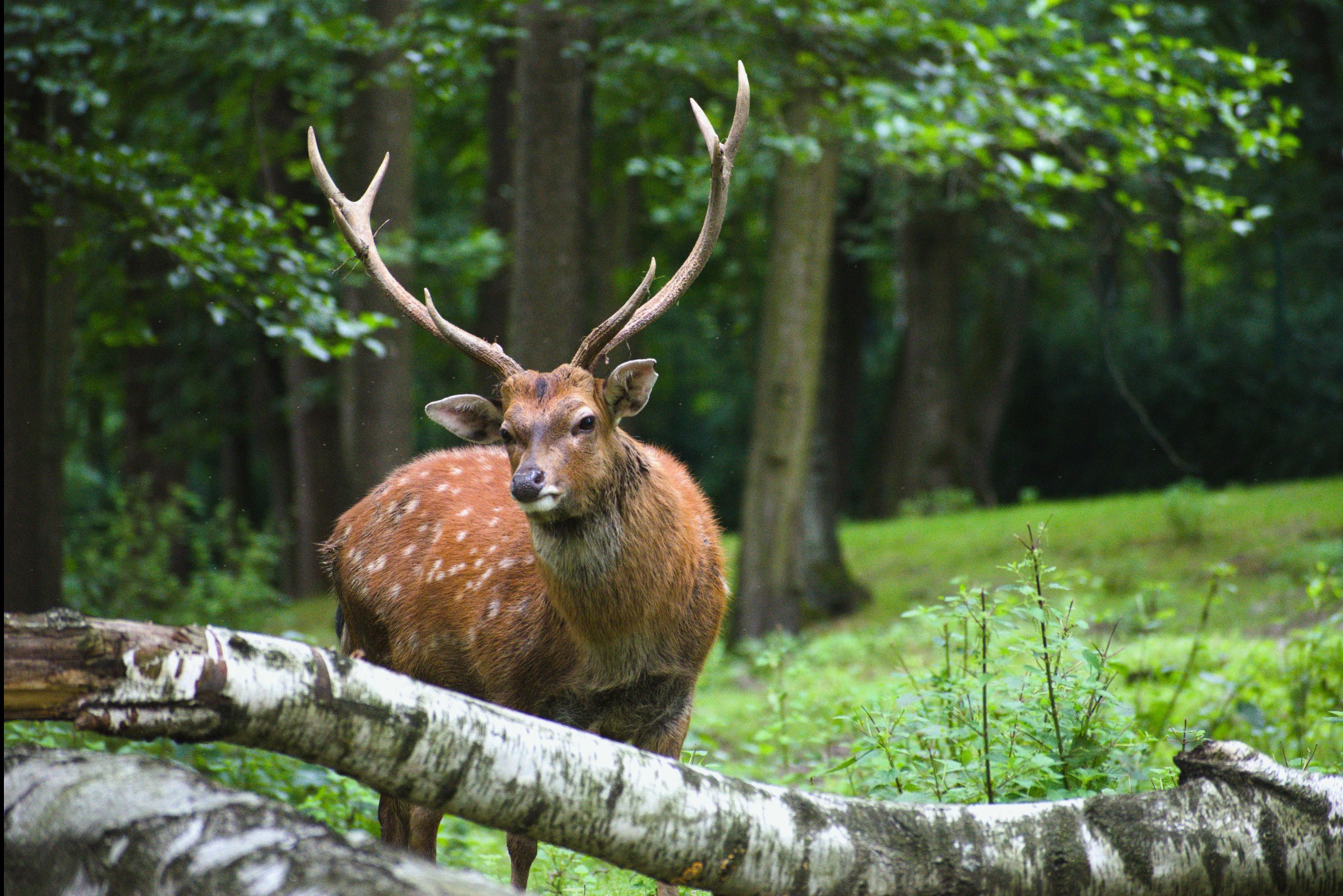 Jeleń sika z porożem w lesie, za powalonym pniem brzozy, z delikatnym rozmyciem tła.