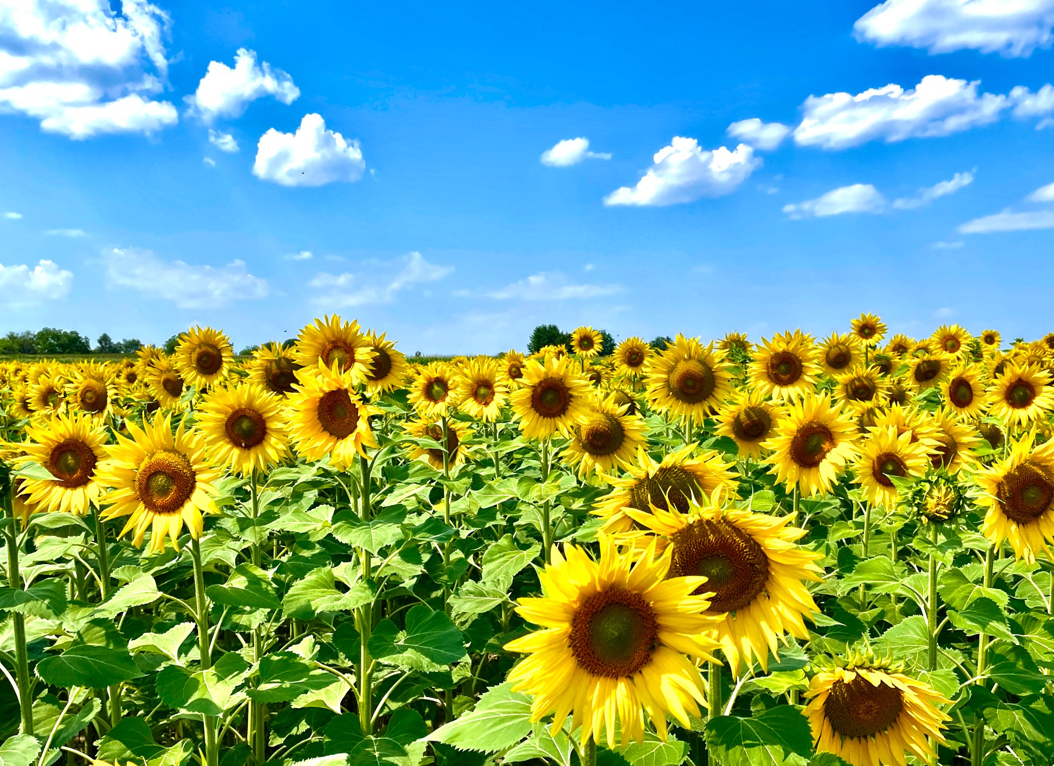 Pole słoneczników w pełnym rozkwicie pod błękitnym niebem z białymi obłokami, widok z poziomu gruntu.