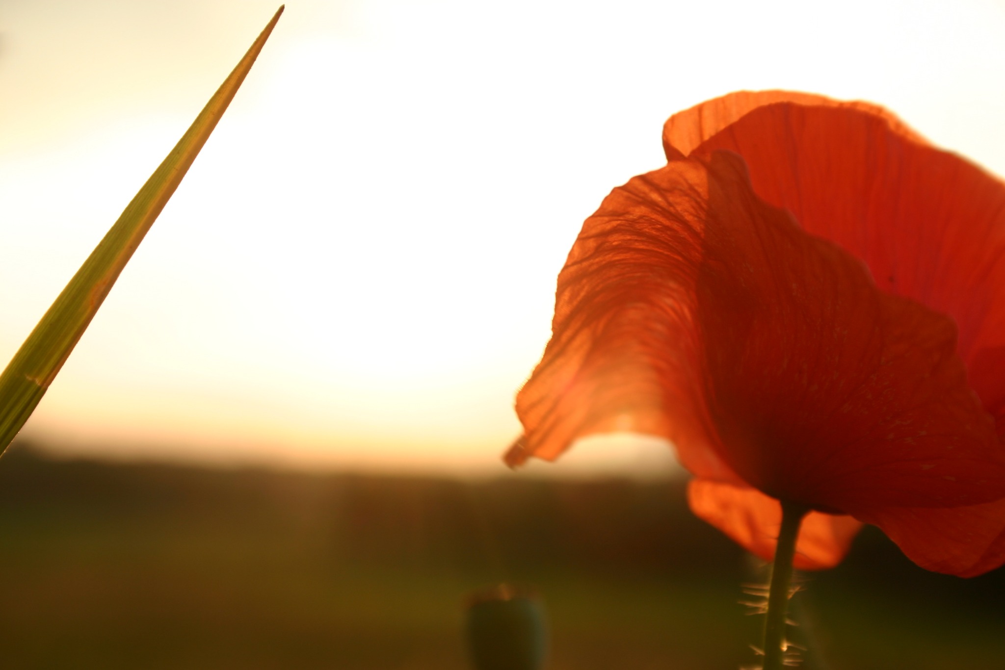 Mak polny w promieniach zachodzącego słońca, uchwycony w Katowicach, z źdźbłem trawy po lewej stronie kadru i rozmytym tłem łąki.