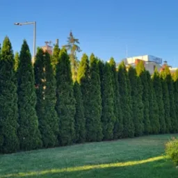 Żywopłot z tuj szmaragdowych, równo posadzone, tworzące gęstą zieloną ścianę, na tle trawnika i zabudowań miejskich.