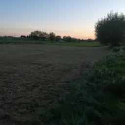 Świeżo skoszone pole trawy o zmierzchu, z drzewem po prawej stronie i widokiem na odległe drzewa i budynki pod wieczornym niebem.