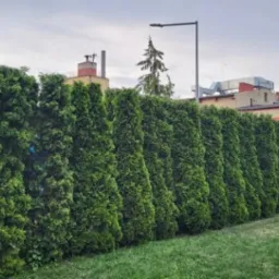 Równy szpaler gęstych, ciemnozielonych tuj tworzących żywopłot, oddzielający trawnik od budynku w tle z kominem i antenami.