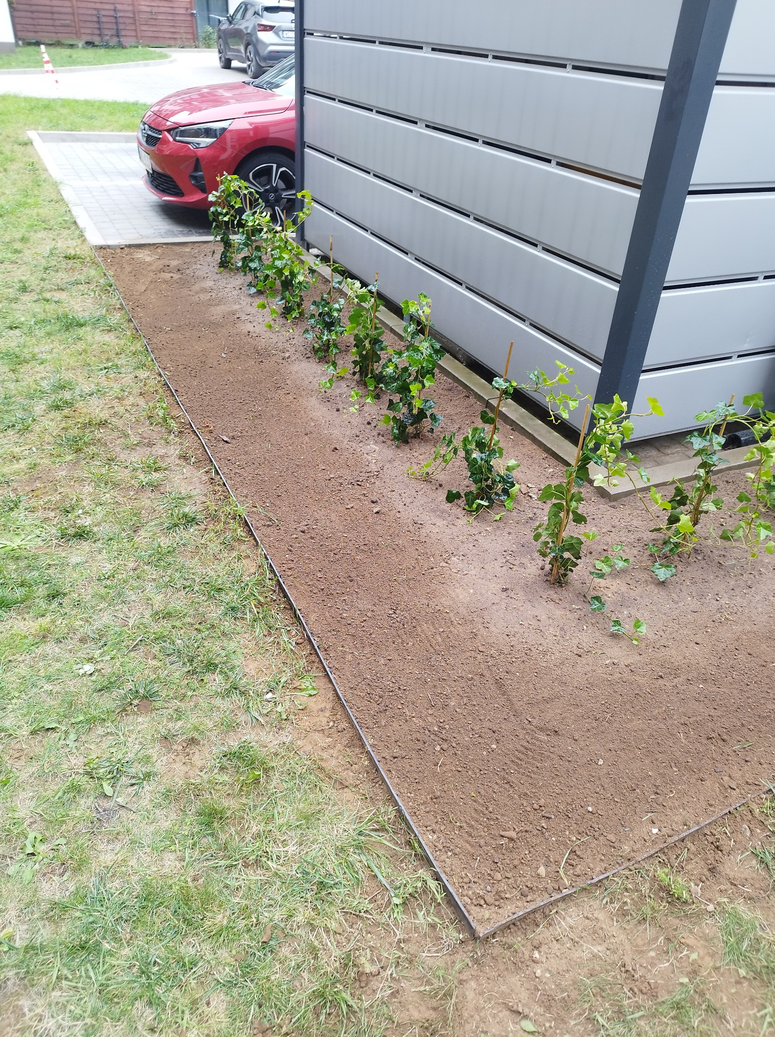 Równy rządek świeżo posadzonych pnących roślin bluszczu pospolitego, podpartych bambusowymi tyczkami, na tle nowoczesnego ogrodzenia i zaparkowanego czerwonego samochodu.