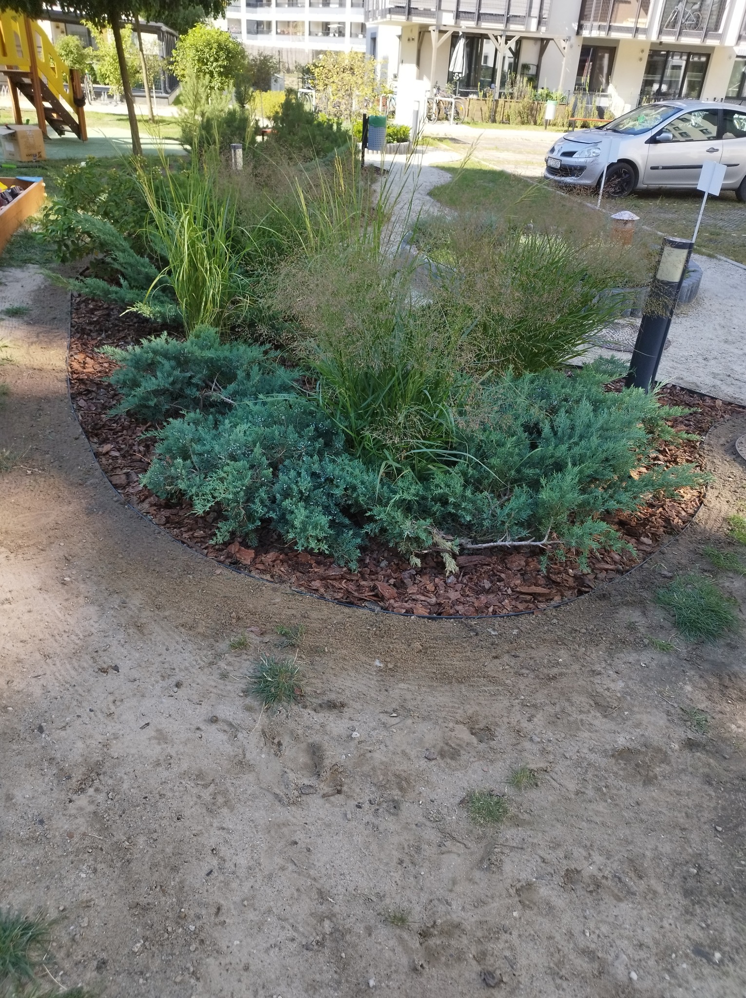 Nowo założony rabat z iglakami i ozdobnymi trawami, wyściółkowany korą, z widocznymi śladami opon na piasku.