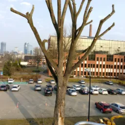 Drzewo po przycince z widocznymi obciętymi gałęziami, na tle parkingu i budynków biurowych w oddali, z żółtym rębakiem do gałęzi w dolnej części kadru.
