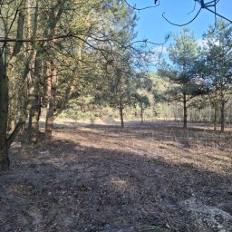 Wycinka drzew Nieporęt 4