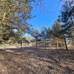 GHY SPÓŁKA Z OGRANICZONĄ ODPOWIEDZIALNOŚCIĄ - Prześwietlony kadr lasu z młodymi sosnami w słoneczny dzień. Brązowe igliwie pokrywa ziemię, a błękit nieba kontrastuje z zielenią drzew. Perspektywa od dołu.