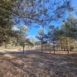 GHY SPÓŁKA Z OGRANICZONĄ ODPOWIEDZIALNOŚCIĄ - Leśna polana z młodymi drzewami iglastymi w słoneczny dzień. Widoczne opadłe liście i gałęzie, błękitne niebo przez korony drzew.