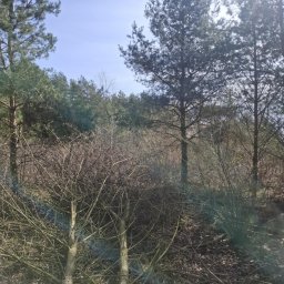 GHY SPÓŁKA Z OGRANICZONĄ ODPOWIEDZIALNOŚCIĄ - Ścięte krzewy i drzewa na skraju lasu w słoneczny dzień. Widoczne świeże cięcia na pniach, w tle wysokie drzewa iglaste i błękitne niebo.