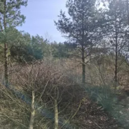 Ścięte krzewy i drzewa na skraju lasu w słoneczny dzień. Widoczne świeże cięcia na pniach, w tle wysokie drzewa iglaste i błękitne niebo.