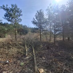 GHY SPÓŁKA Z OGRANICZONĄ ODPOWIEDZIALNOŚCIĄ - Wycinka drzew w lesie: ścięte gałęzie na ziemi, piła spalinowa leży obok. W tle widoczne drzewa i sylwetki osób. Słoneczny dzień.