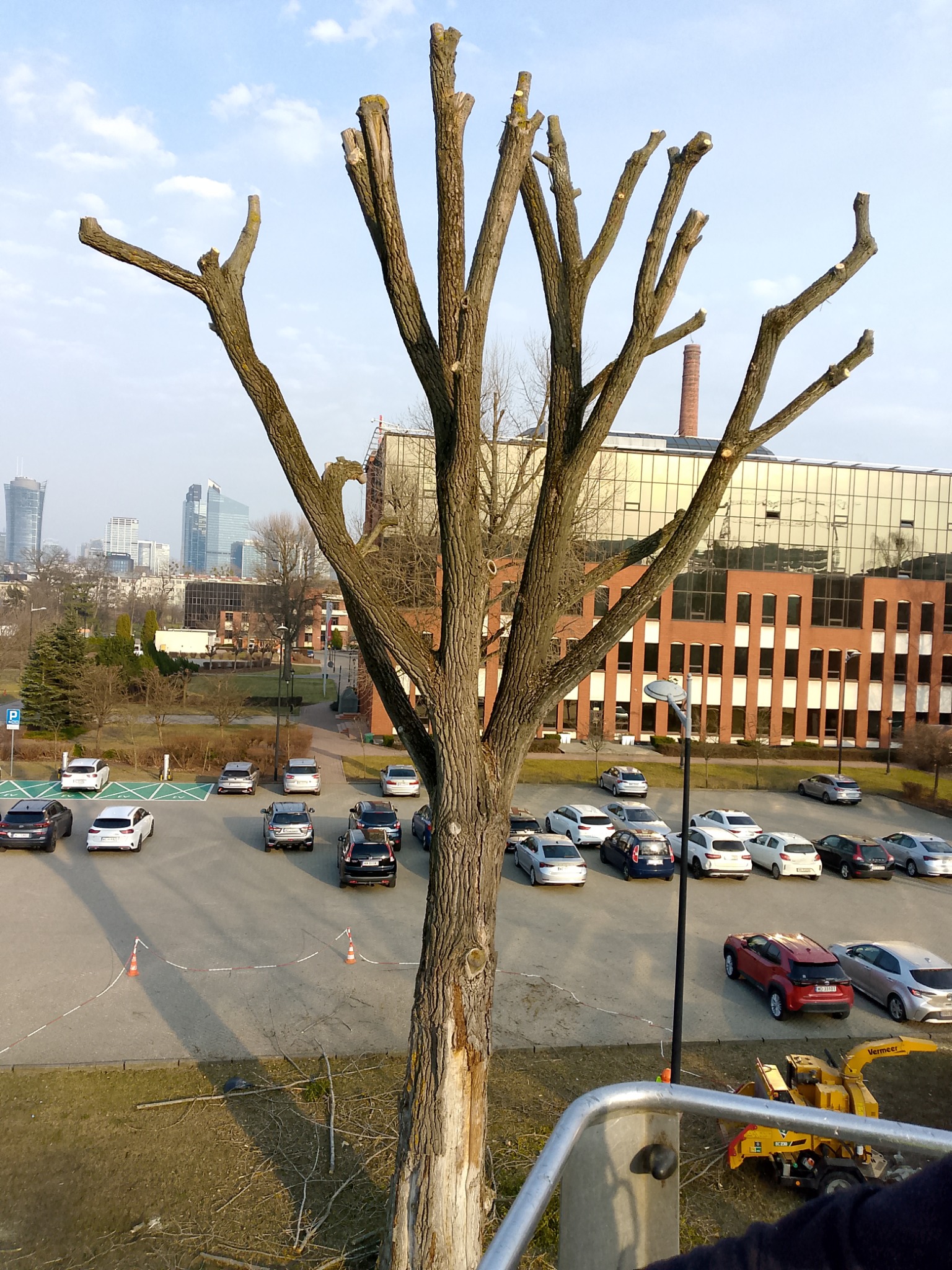 Drzewo po przycince z widocznymi obciętymi gałęziami, na tle parkingu i budynków biurowych w oddali, z żółtym rębakiem do gałęzi w dolnej części kadru.