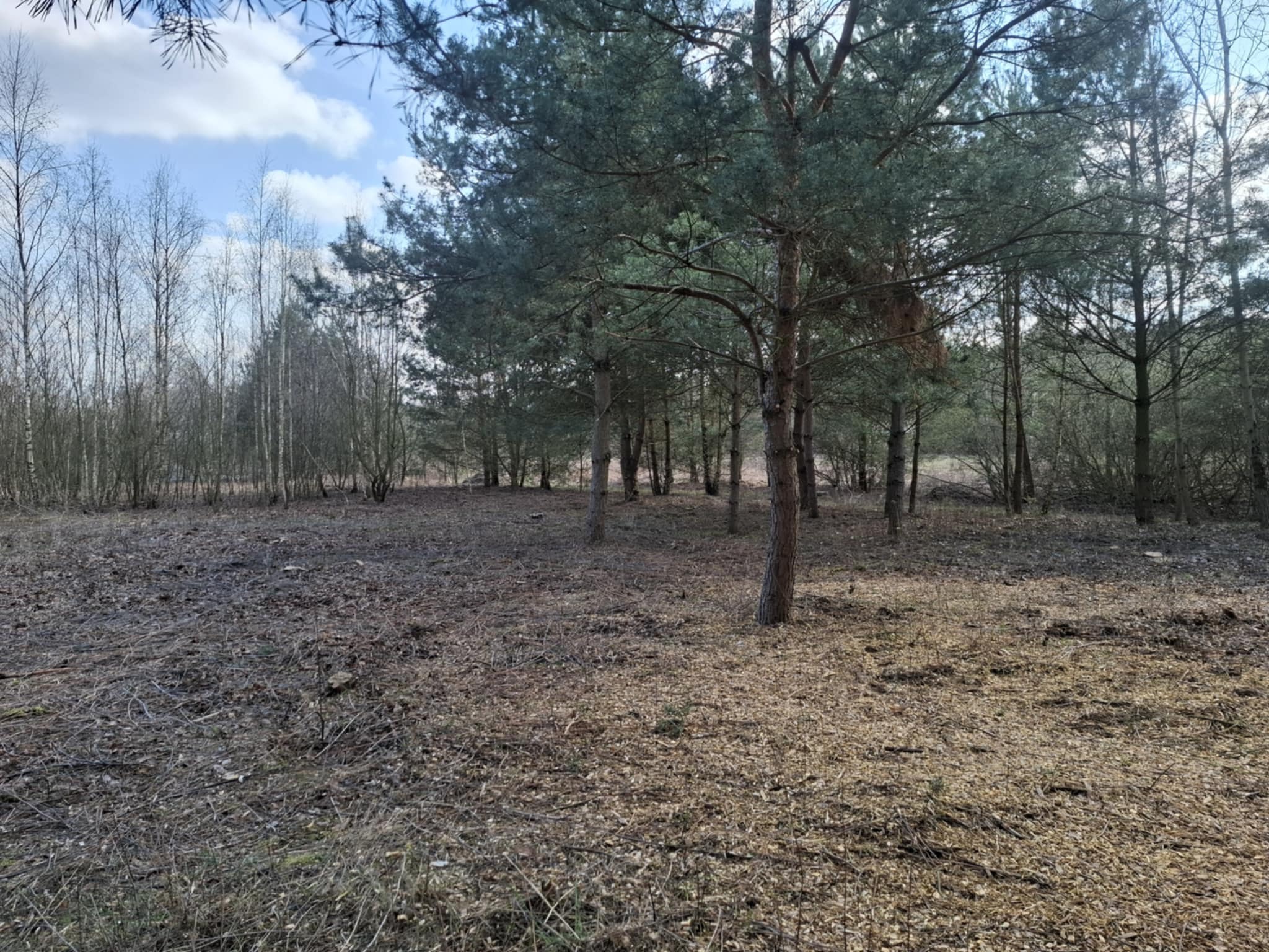 Leśna polana wczesną wiosną z młodymi sosnami i brzózkami, ziemia pokryta suchymi liśćmi, błękitne niebo z chmurami w tle. Surowy krajobraz.