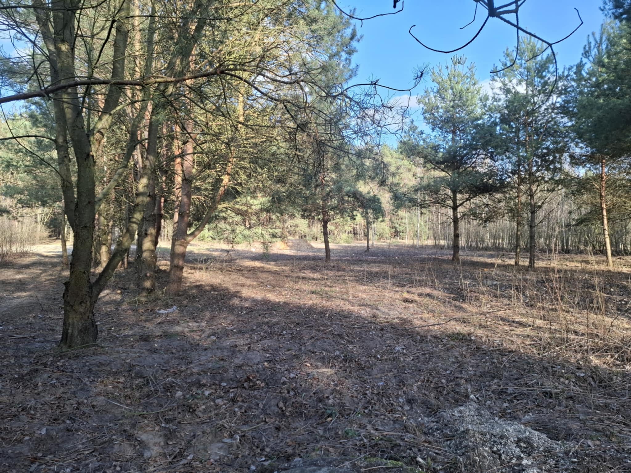 Leśny krajobraz z młodymi sosnami i suchą ściółką. Wiosenne słońce oświetla drzewa, tworząc kontrast cieni. Widoczne gałęzie na pierwszym planie.