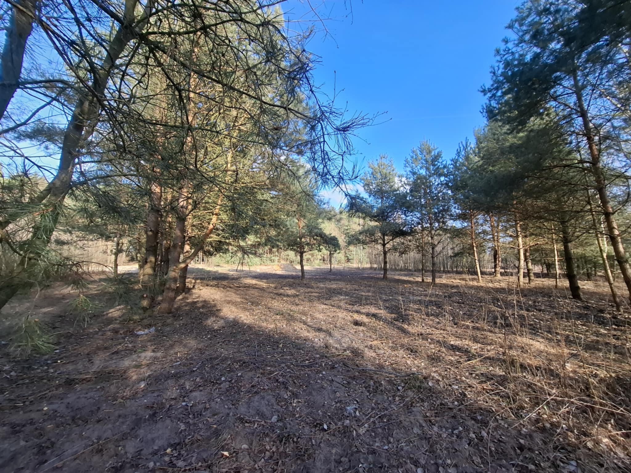 Leśny krajobraz z młodymi sosnami pod błękitnym niebem, wczesna wiosna. Ściółka pokryta suchymi liśćmi i gałązkami. Delikatne promienie słońca między drzewami.