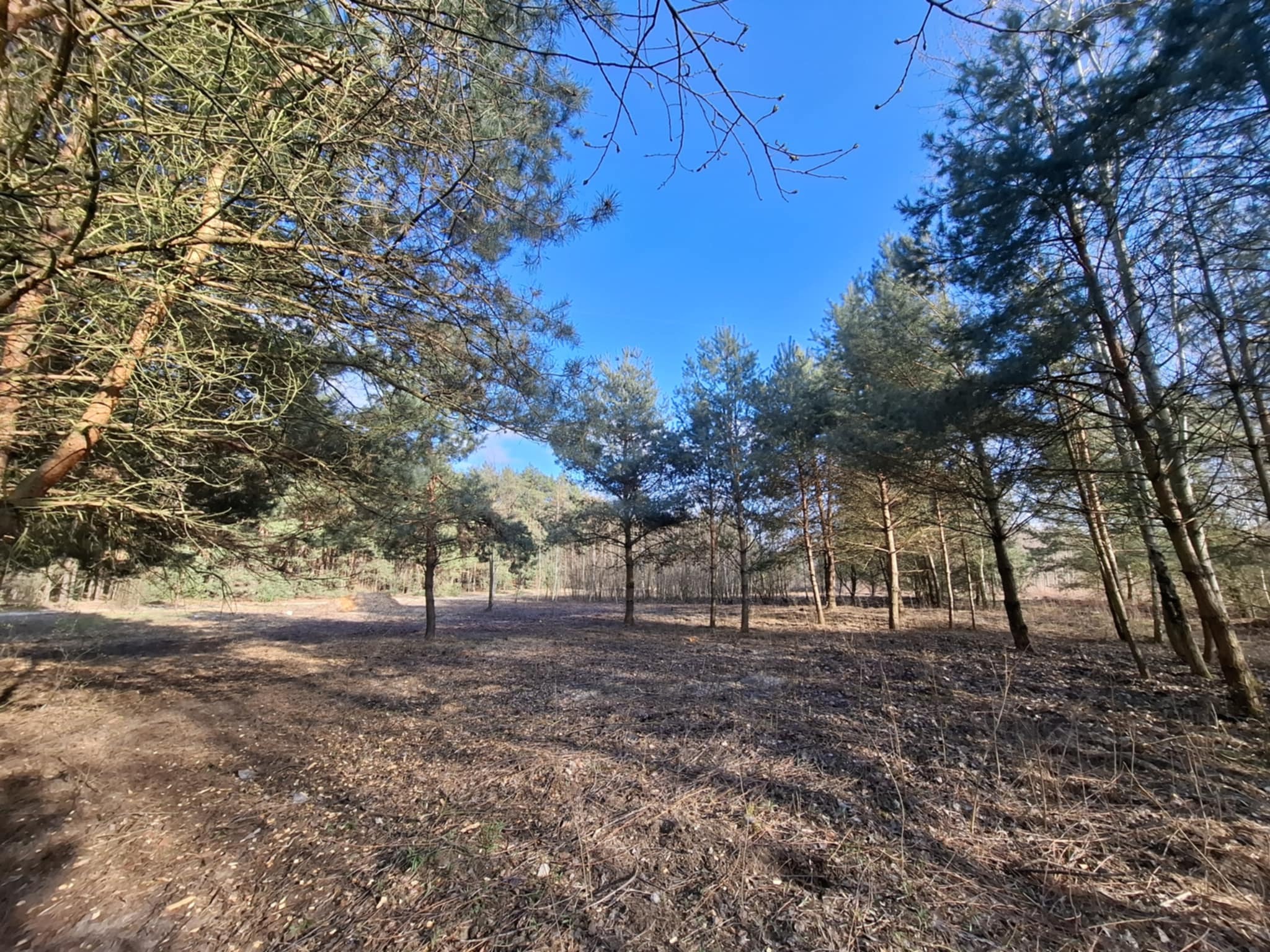 Prześwietlony kadr lasu z młodymi sosnami w słoneczny dzień. Brązowe igliwie pokrywa ziemię, a błękit nieba kontrastuje z zielenią drzew. Perspektywa od dołu.