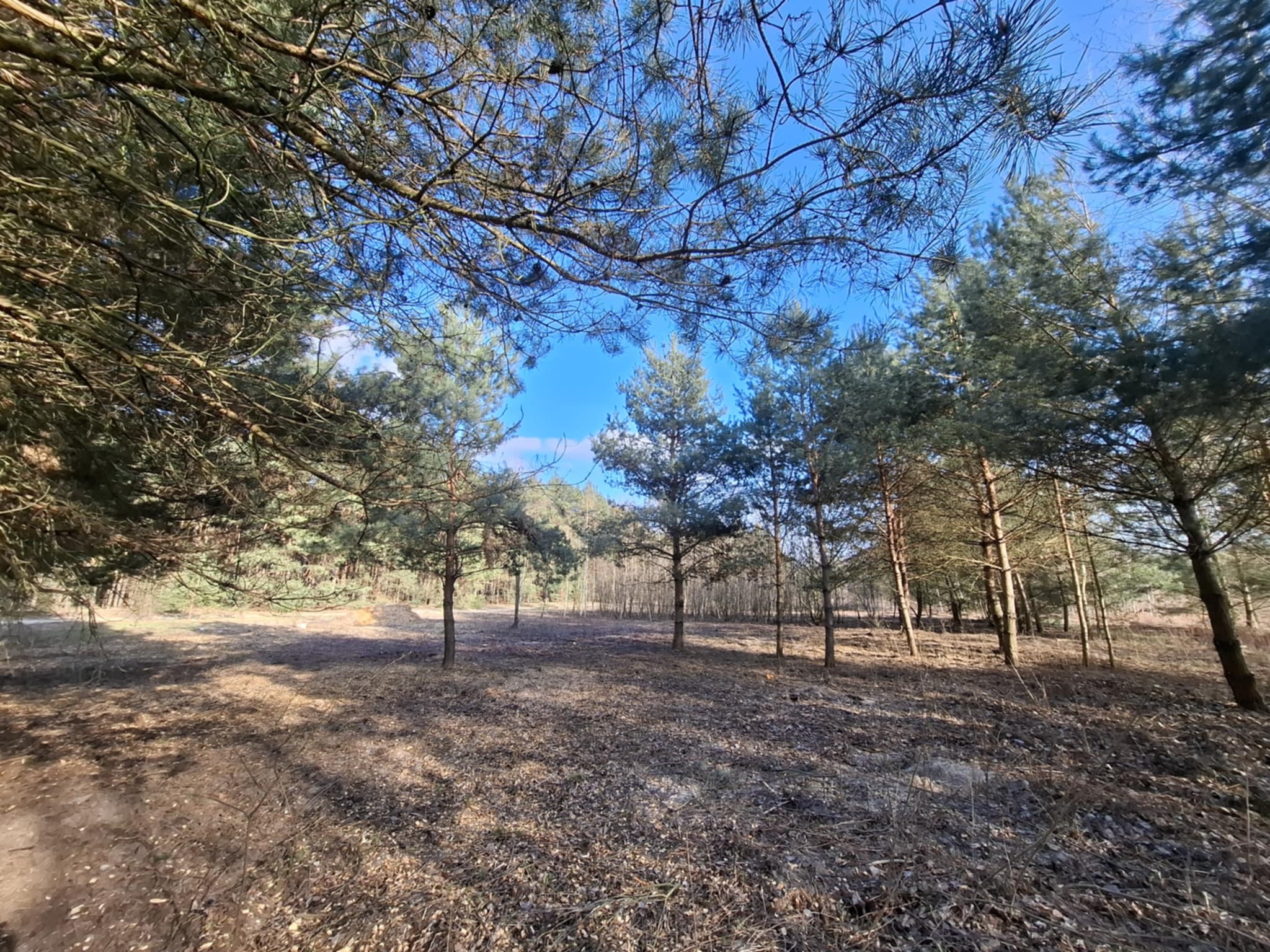 Leśna polana z młodymi drzewami iglastymi w słoneczny dzień. Widoczne opadłe liście i gałęzie, błękitne niebo przez korony drzew.