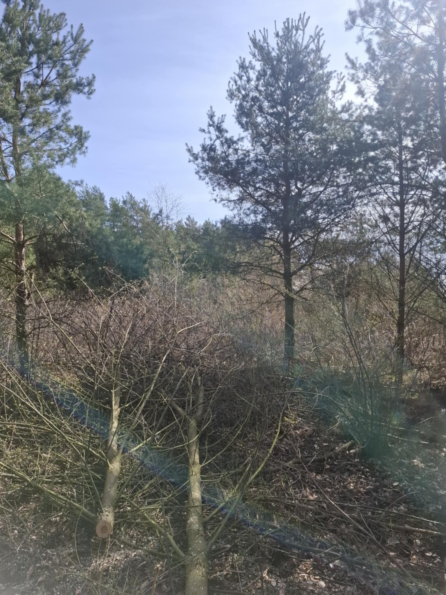 Ścięte krzewy i drzewa na skraju lasu w słoneczny dzień. Widoczne świeże cięcia na pniach, w tle wysokie drzewa iglaste i błękitne niebo.