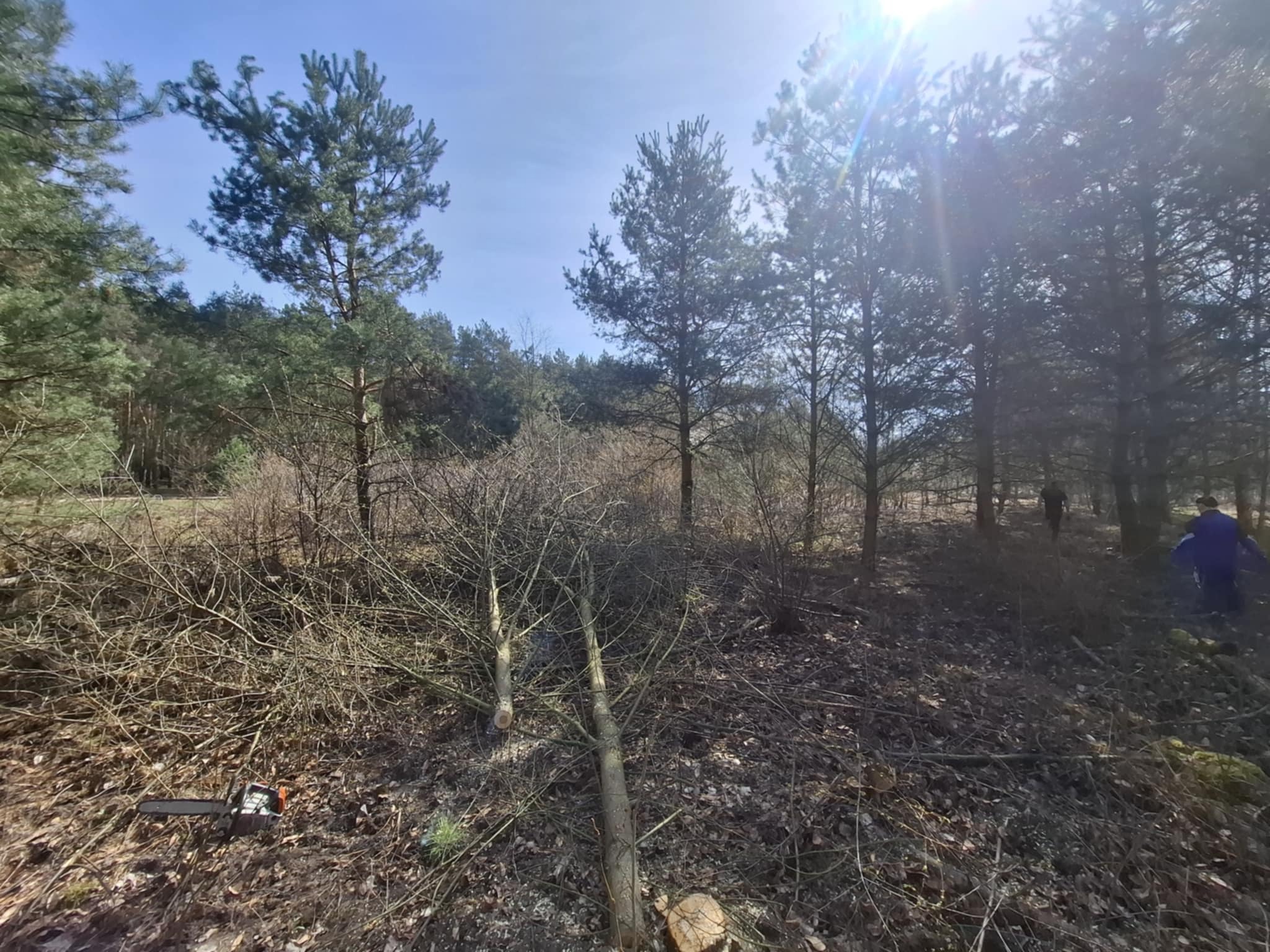 Wycinka drzew w lesie: ścięte gałęzie na ziemi, piła spalinowa leży obok. W tle widoczne drzewa i sylwetki osób. Słoneczny dzień.