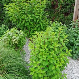 Ogród Dom - Kompaktowe krzewy liściaste z młodymi czerwonymi pędami, otoczone białym żwirem i dekoracyjną trawą, z żywopłotem z tuj w tle.