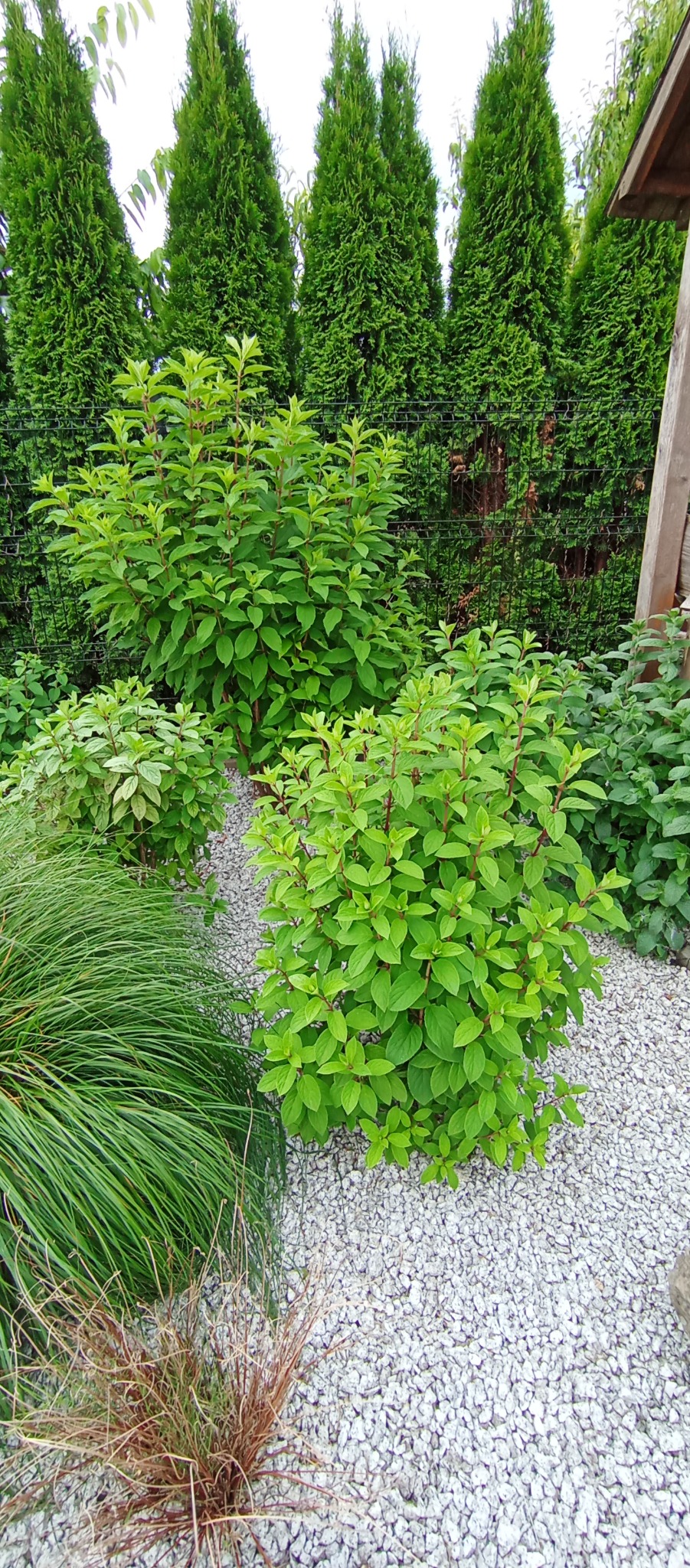 Kompaktowe krzewy liściaste z młodymi czerwonymi pędami, otoczone białym żwirem i dekoracyjną trawą, z żywopłotem z tuj w tle.