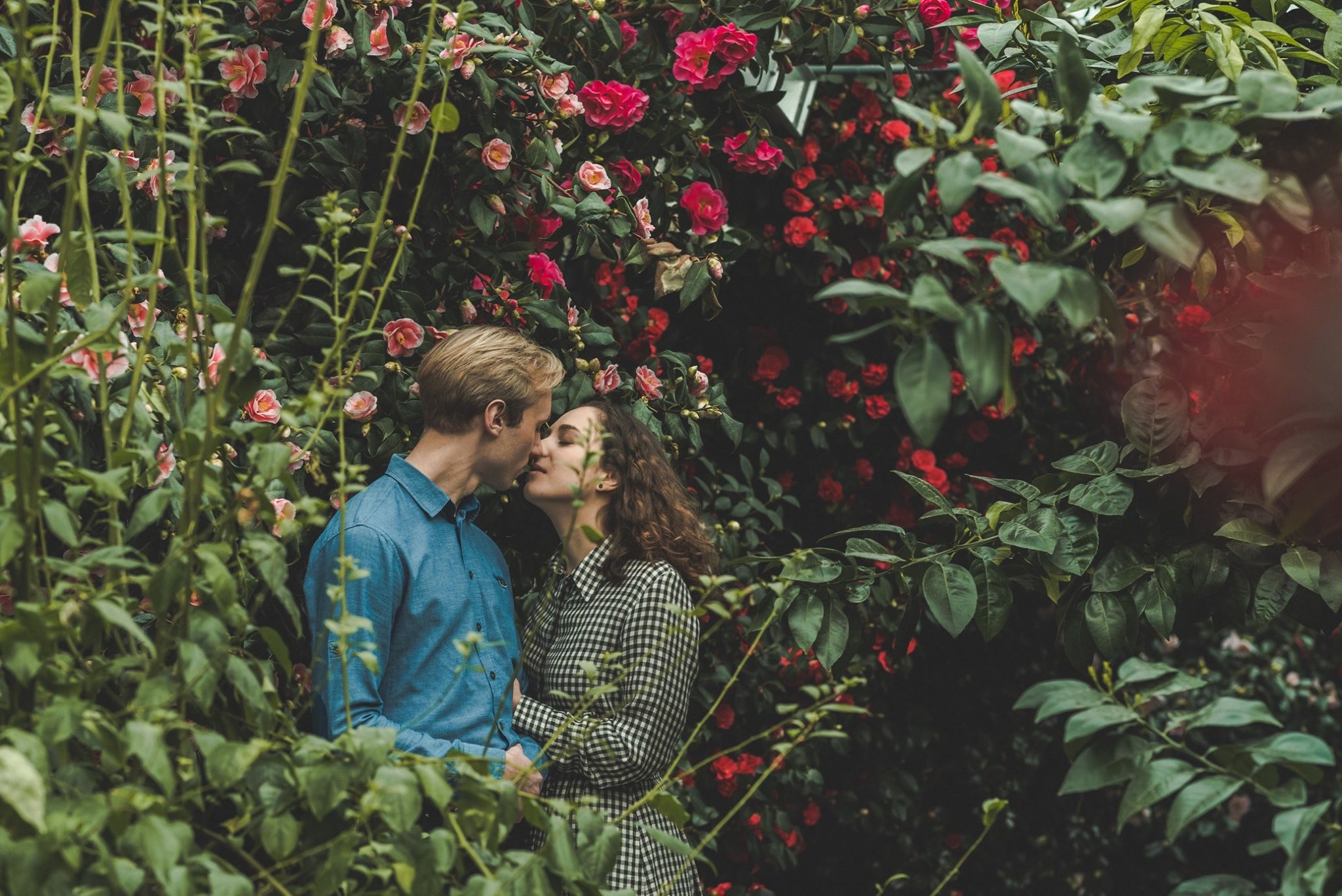 Zakochana para całuje się na tle kwitnących krzewów róż. Mężczyzna w niebieskiej koszuli, kobieta w sukience w kratę.