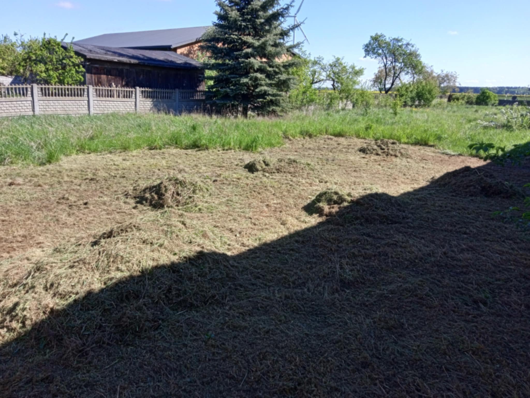 Świeżo skoszona trawa na działce z widokiem na dom, drzewa iglaste i betonowe ogrodzenie w słoneczny dzień. Widoczne kępy skoszonej trawy.
