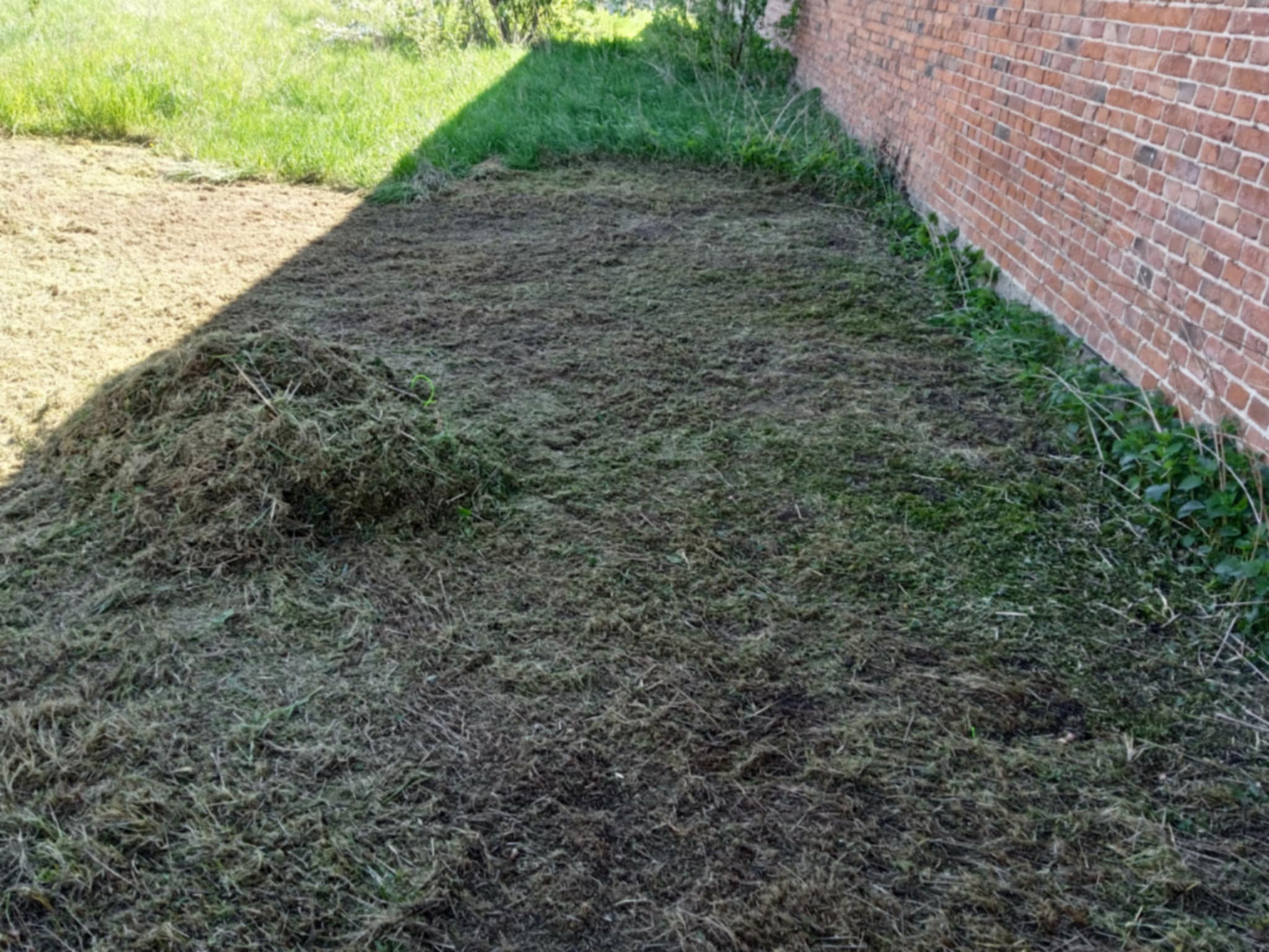 Świeżo skoszona trawa przy ceglanym murze, z widocznym stosem skoszonej trawy po lewej stronie, w słoneczny dzień. Częściowo skoszona trawa z tyłu.