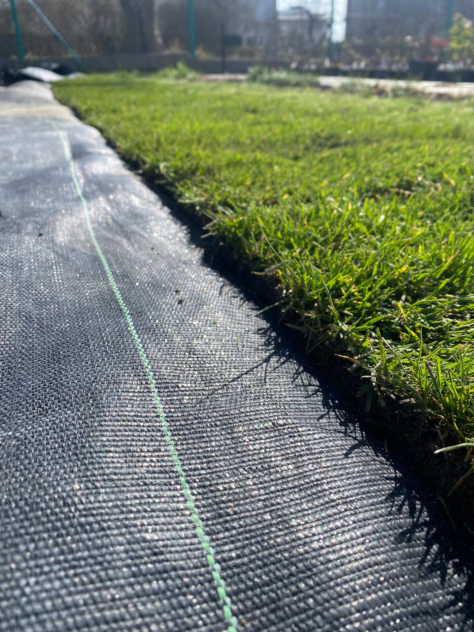 Fragment ułożonej trawy z rolki, widoczna czarna mata szkółkarska z zieloną linią pomocniczą, świeżo po rozłożeniu.