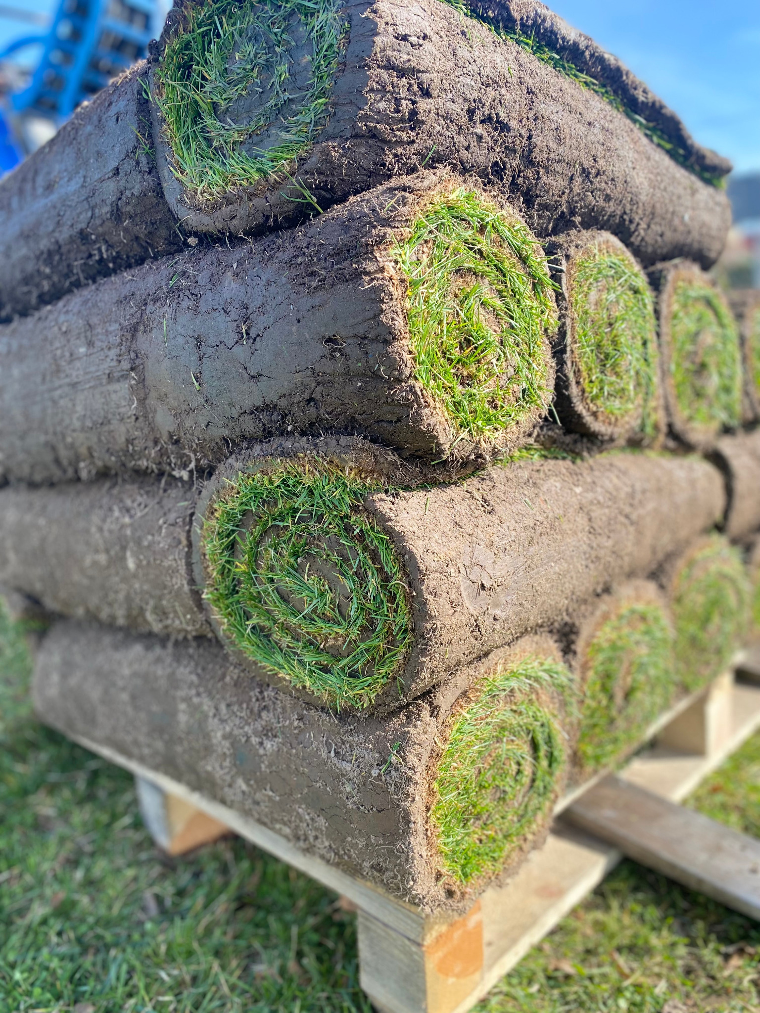 Paleta z ułożonymi rolkami świeżej, soczystej trawy, gotowej do rozłożenia, widoczne ślady ziemi.