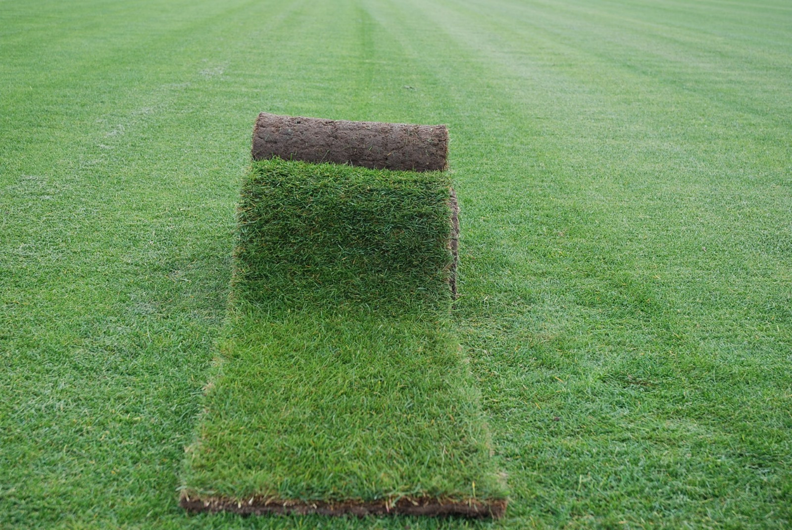 Zwinięta rolka trawy na tle rozłożonego trawnika, widoczne granice rolki i różnica w odcieniach zieleni.