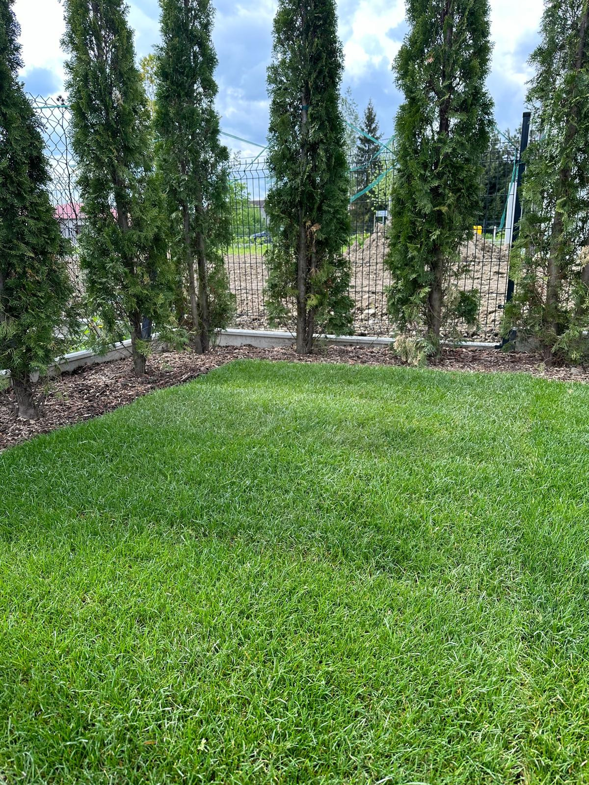 Świeżo założony trawnik z rolki, obramowany tujami i korą, oddzielony niskim betonowym murkiem od siatki ogrodzeniowej.