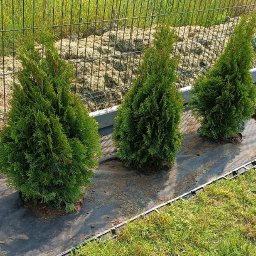 Trawa z rolki Tarnowo Podgórne 4