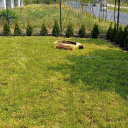 Trawa z rolki Tarnowo Podgórne 3