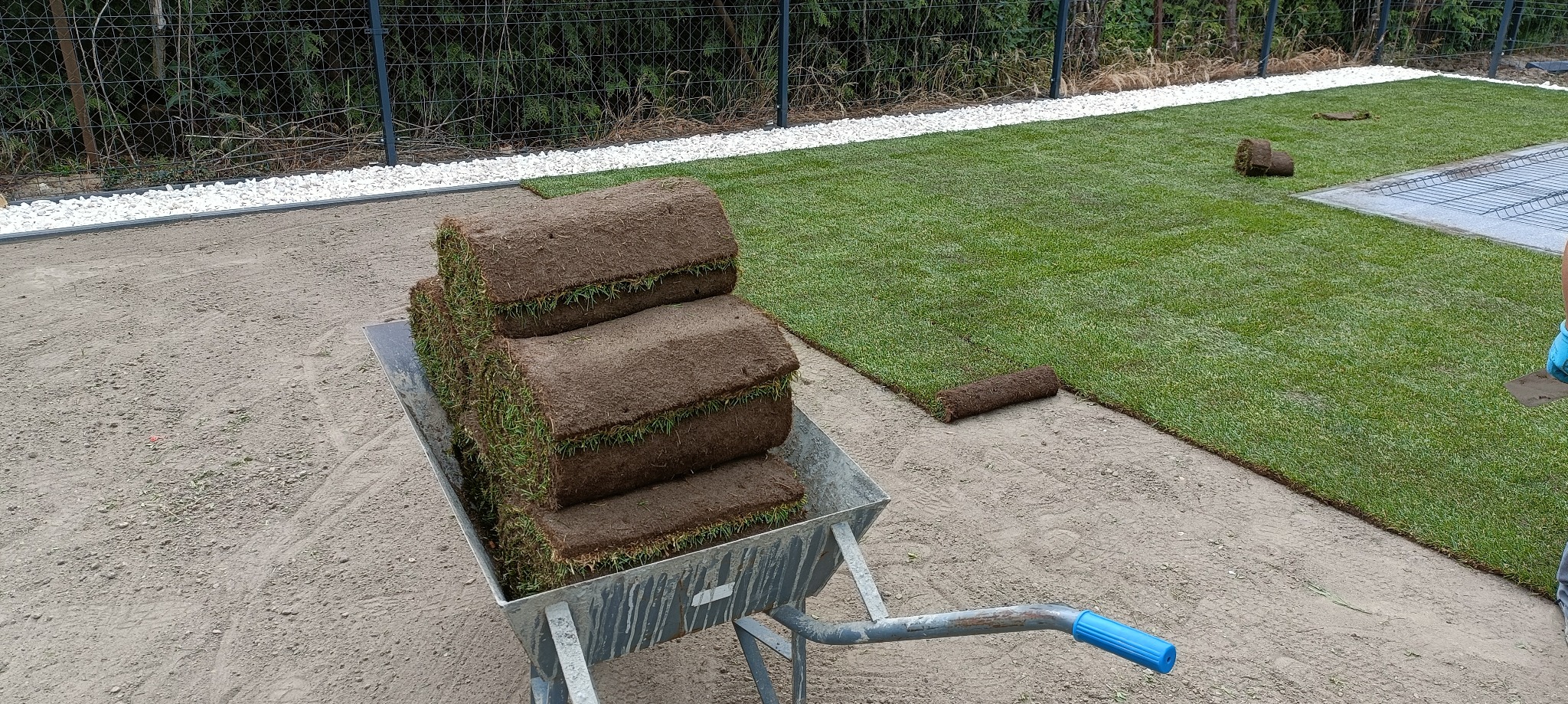 Rozładunek trawy z rolki w taczce na przygotowanym terenie. Część trawy już rozłożona, widoczne białe kamienie dekoracyjne wzdłuż ogrodzenia.