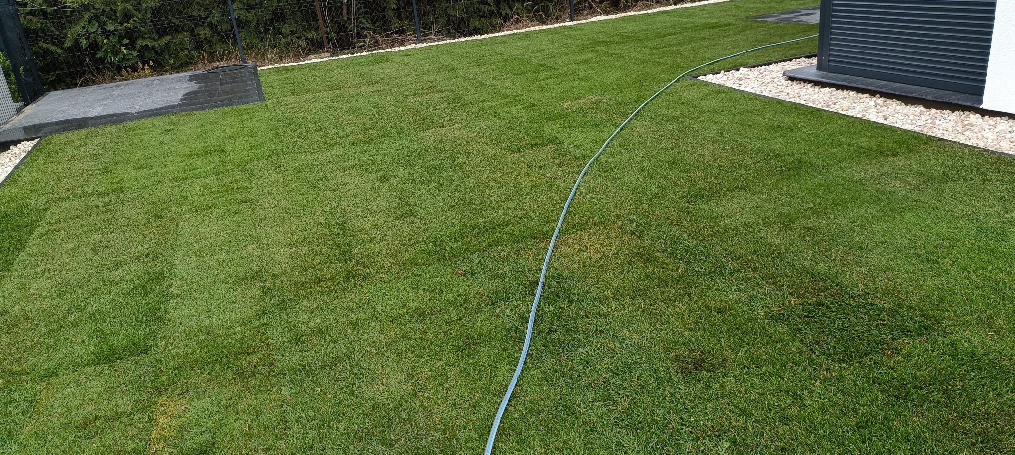 Świeżo ułożona trawa z rolki w ogrodzie, widoczny fragment budynku z białymi kamieniami, wężyk do podlewania. Perfekcyjny trawnik.