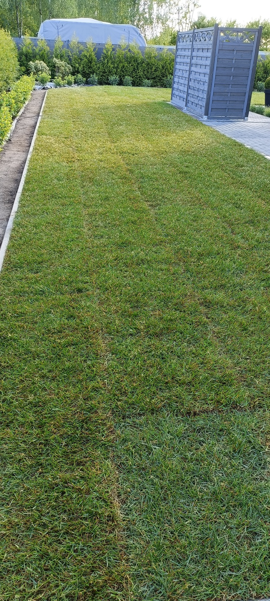 Równy trawnik z rolki, z widoczną granicą rabaty i fragmentem drewnianego płotu w tle, oświetlony popołudniowym słońcem.