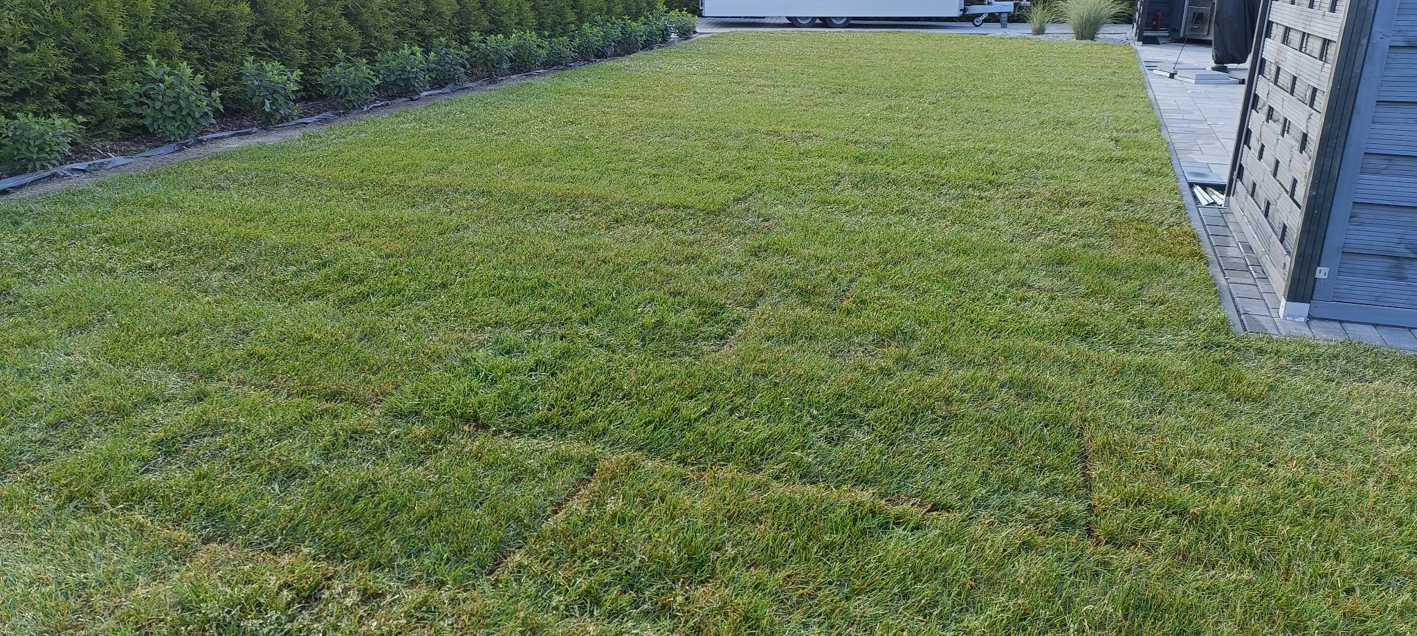 Świeżo ułożona trawa z rolki, widoczne łączenia między pasami, tło z tujami, obrzeża z kostki brukowej. Realizacja w ogrodzie przydomowym.