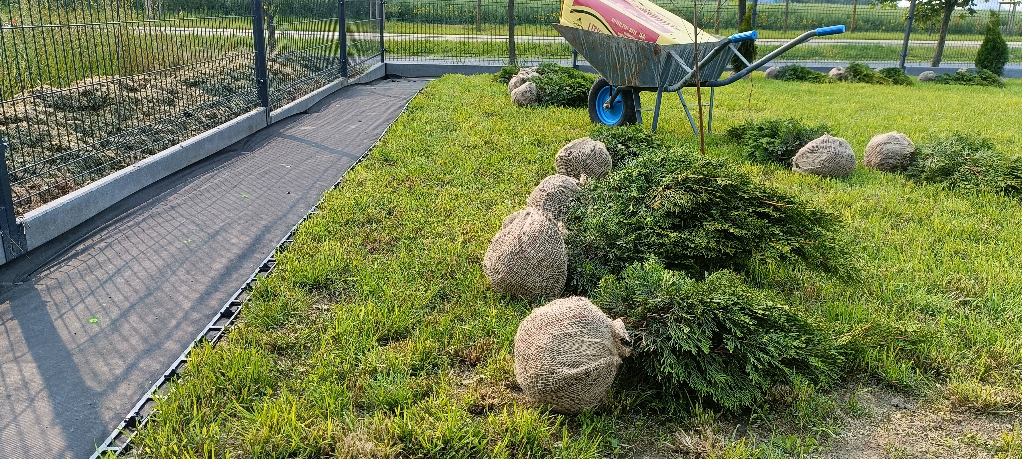 Przygotowane do sadzenia tuje w jutowych workach na trawie, taczka z workiem ziemi w tle, obok wyłożona agrowłóknina wzdłuż ogrodzenia.